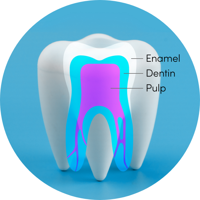 Tooth Anatomy